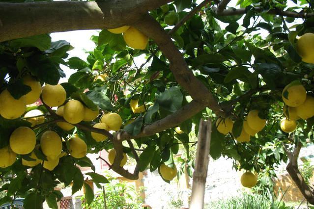 Affittacamere Antonella Monterosso al Mare Ngoại thất bức ảnh