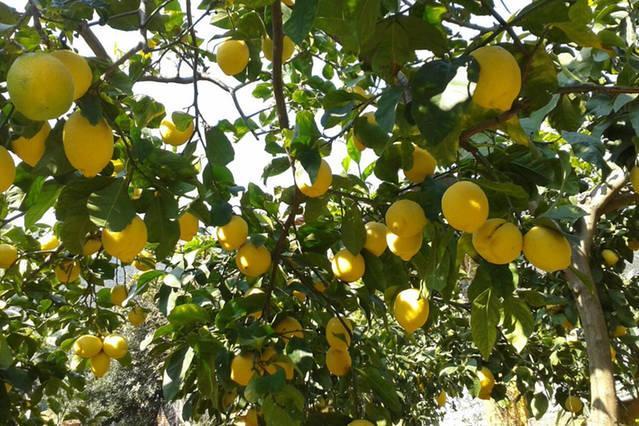 Affittacamere Antonella Monterosso al Mare Ngoại thất bức ảnh
