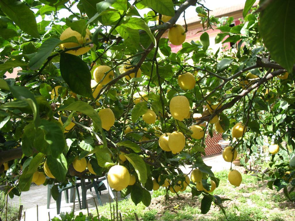 Affittacamere Antonella Monterosso al Mare Ngoại thất bức ảnh