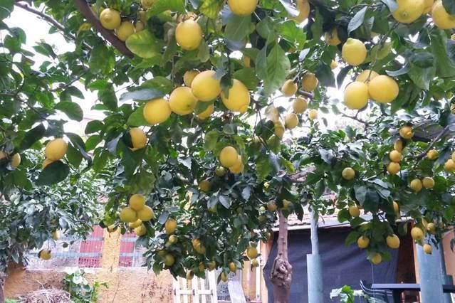 Affittacamere Antonella Monterosso al Mare Ngoại thất bức ảnh